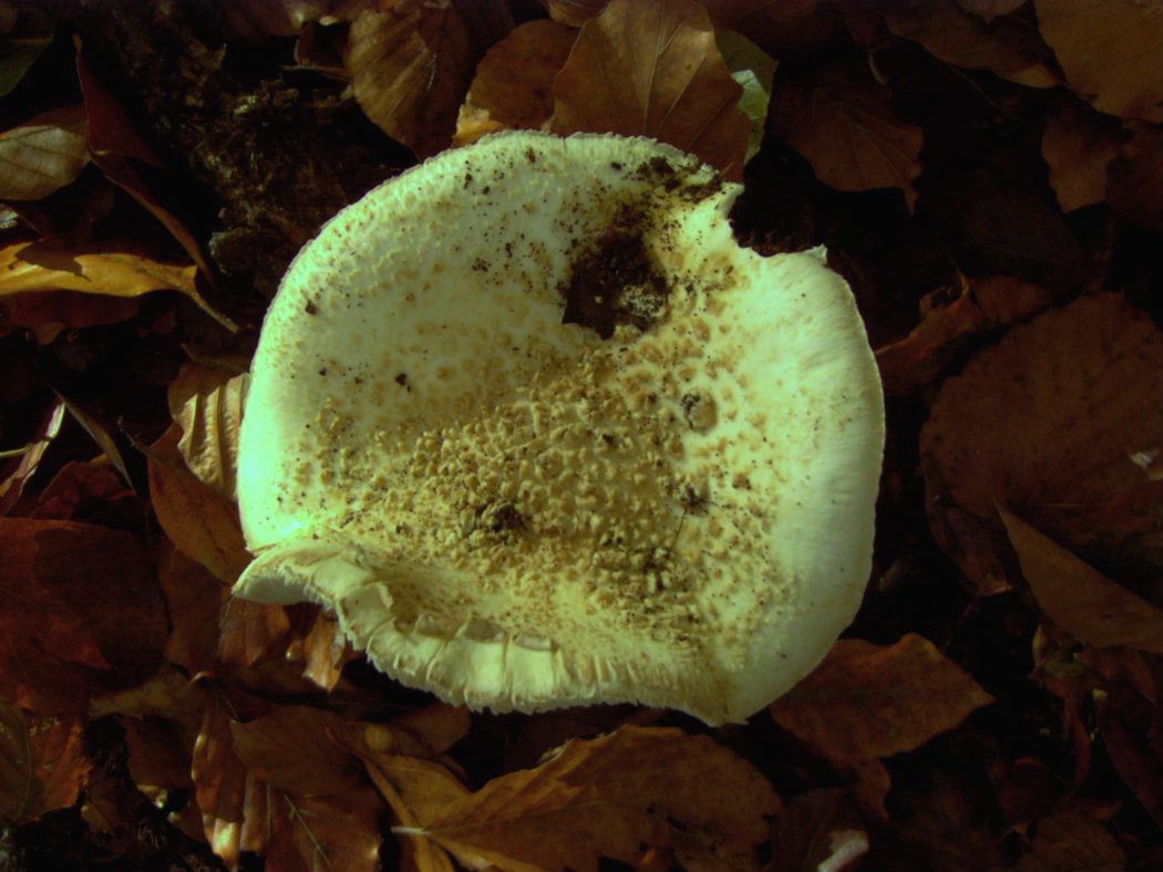 Amanita da identificare